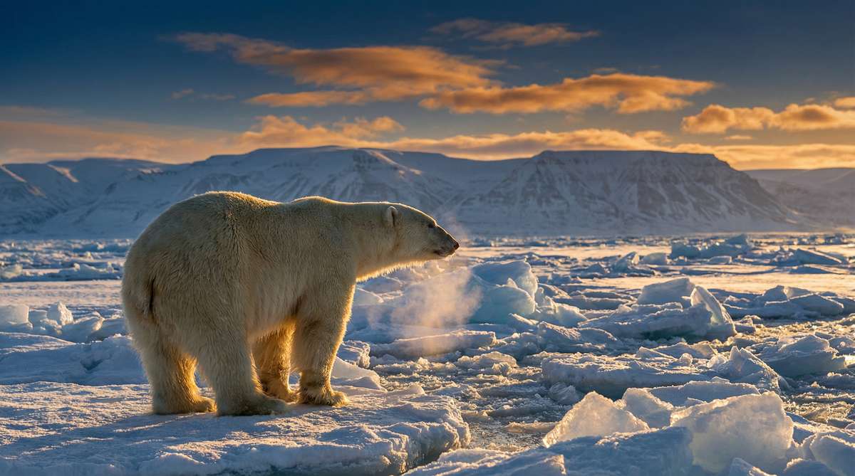 日本三级今日推荐北极熊视频