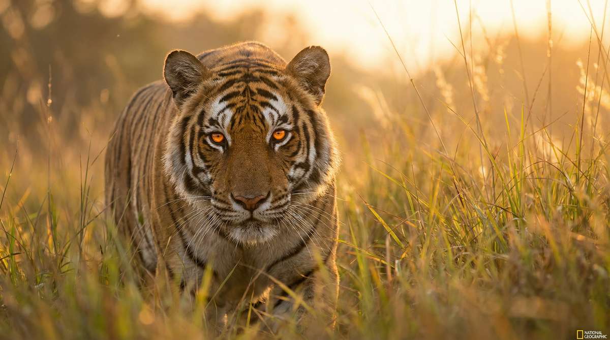 日本三级今日推荐老虎视频